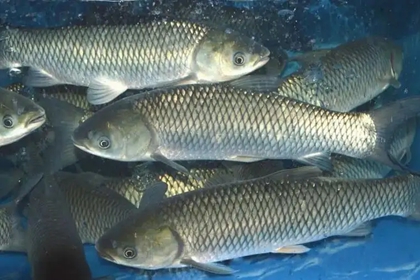 鱼店起名好听 适合卖鱼店的名字大全