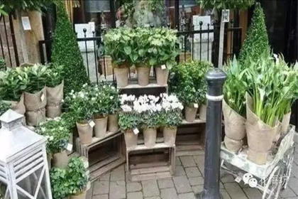 绿植花卉店起名大全 鲜花绿植店铺名字参考