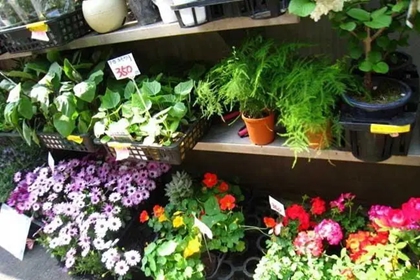 卖盆景的店叫什么名字 盆景店起什么名字好