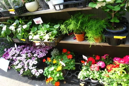 盆景店取名大全 开盆景店起什么名字 盆景店取名大全 开盆景店起什么名字