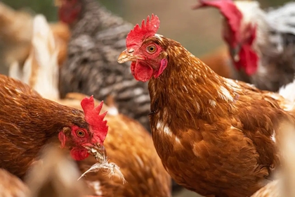 家禽店取什么名字 卖鸡家禽的店名大全