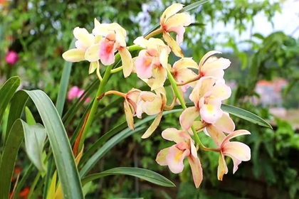 兰花店铺怎么取名 卖兰花店铺取名