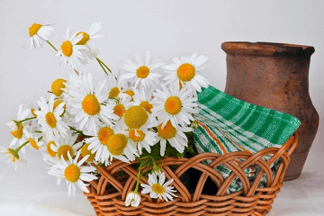 花店取什么名字比较吸引人两个字