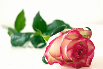 花店名字大全好听花店2023(花店名字大全好听花店)