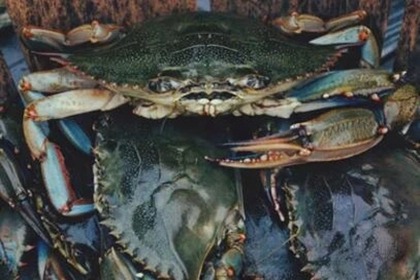 水产店起名大全生意兴隆 水产批发店起名大全