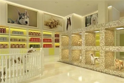 开宠物店起名字大全2022年 开宠物店的名字