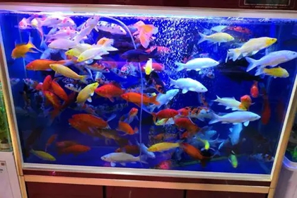 观赏鱼店名字大全 好听的观赏鱼店名字