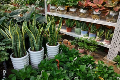 有关绿植的店铺名字 绿植花卉店名字大全