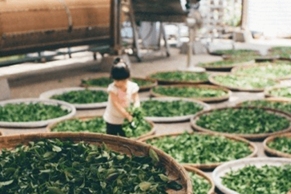 好听大气的茶叶店名称 茶店名字大气一点的