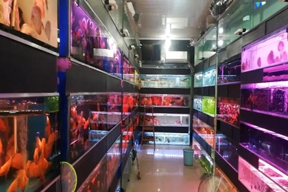 水族店起名字 寓意好的水族店铺名字