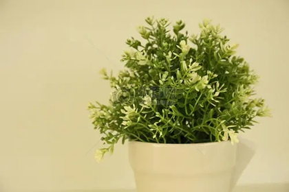 绿植店取名大全集 卖绿植好听的店铺名