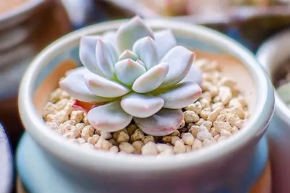 多肉植物店起名 多肉店铺名字大全 多肉植物店起名 多肉店铺名字大全