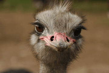 宠物店名字 有创意 有爱