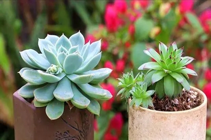 多肉植物店名字大全 卖多肉的店铺怎么起名 多肉植物店名字大全 卖多肉的店铺怎么起名