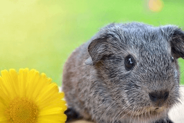 宠物店名字 有创意 有爱大全