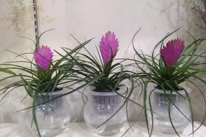 花草店名字大全 花草店名怎么取