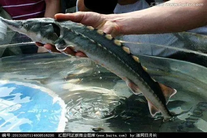 活鱼店起名字 卖活鱼的店起名字