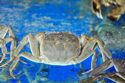 做水产生意取什么名字好 水产店名大全集