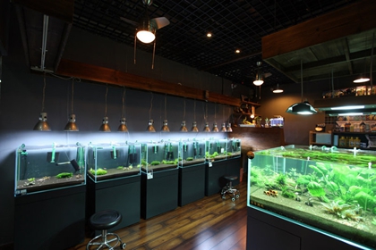 水族店起名 寓意好的水族店铺名字(水族店起名有什么讲究)