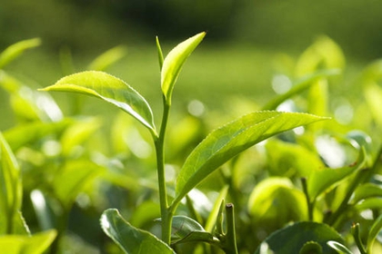 高端大气的茶叶店名字 好的茶叶店名字大全