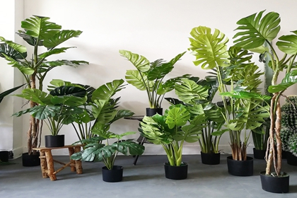 植物店铺起名 卖绿植好听的店铺名(适合卖植物的店铺名字)