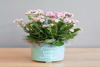 盆栽店铺名字 绿植盆栽店名大全