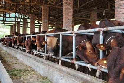 公司起名 养殖场起名大全吉祥好听