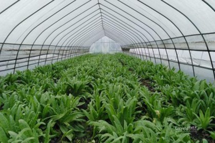 蔬菜公司取名字大全 蔬菜农业公司取名合集 蔬菜公司取名字大全 蔬菜农业公司取名合集