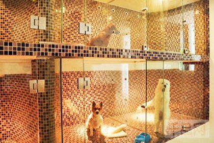 宠物店名字简单好记 宠物店起名字大全好记