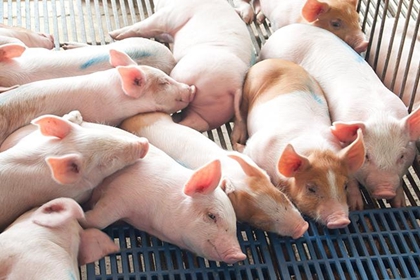 养猪场注册公司取名 养猪公司取名大全